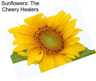 Sunflowers: The Cheery Healers