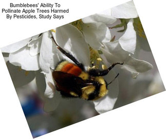 Bumblebees\' Ability To Pollinate Apple Trees Harmed By Pesticides, Study Says