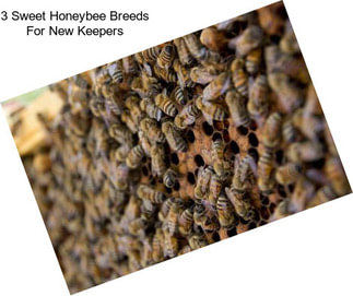 3 Sweet Honeybee Breeds For New Keepers