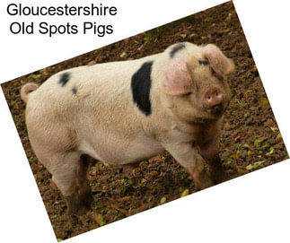 Gloucestershire Old Spots Pigs