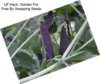 UF Hack: Garden For Free By Swapping Seeds