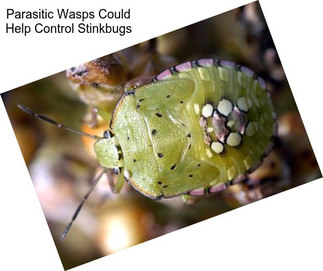 Parasitic Wasps Could Help Control Stinkbugs