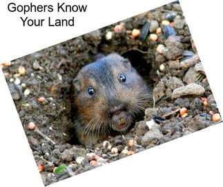 Gophers Know Your Land