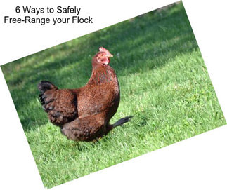 6 Ways to Safely Free-Range your Flock