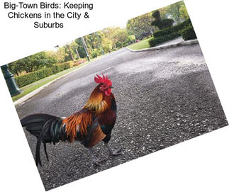 Big-Town Birds: Keeping Chickens in the City & Suburbs