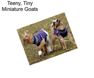 Teeny, Tiny Miniature Goats