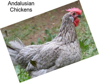 Andalusian Chickens