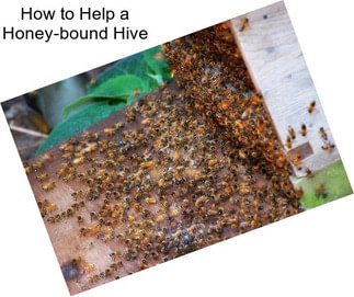 How to Help a Honey-bound Hive