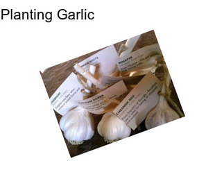 Planting Garlic