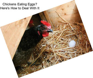 Chickens Eating Eggs? Here\'s How to Deal With It