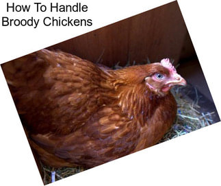 How To Handle Broody Chickens