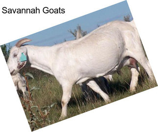 Savannah Goats