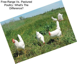 Free-Range Vs. Pastured Poultry: What\'s The Difference?