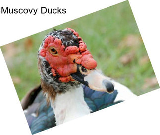 Muscovy Ducks