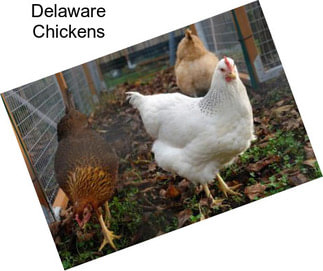 Delaware Chickens