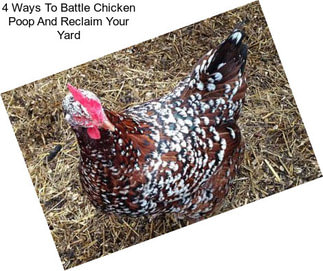 4 Ways To Battle Chicken Poop And Reclaim Your Yard