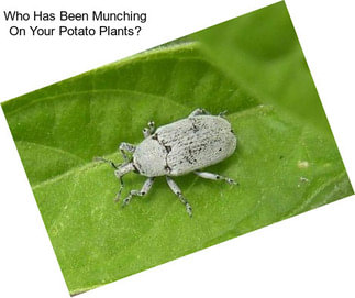 Who Has Been Munching On Your Potato Plants?