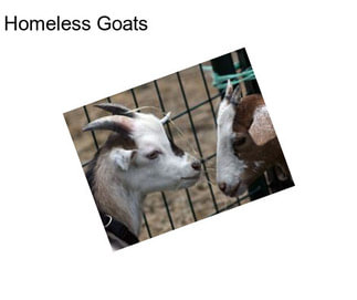 Homeless Goats