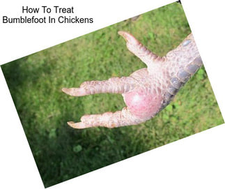 How To Treat Bumblefoot In Chickens