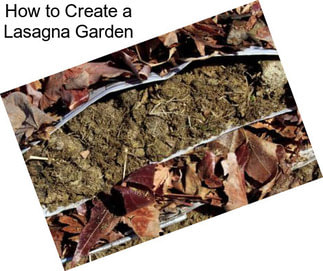 How to Create a Lasagna Garden