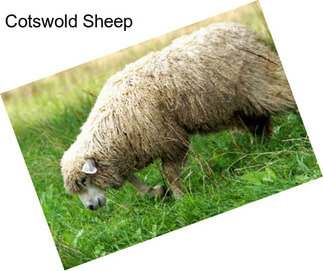 Cotswold Sheep