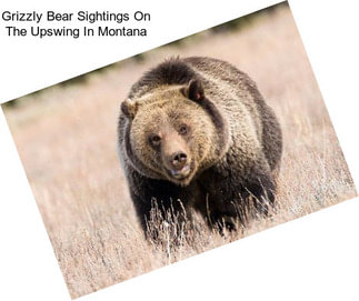 Grizzly Bear Sightings On The Upswing In Montana