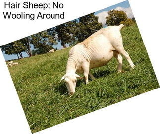 Hair Sheep: No Wooling Around