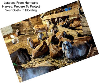 Lessons From Hurricane Harvey: Prepare To Protect Your Goats In Flooding
