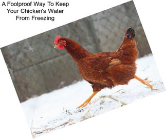 A Foolproof Way To Keep Your Chicken\'s Water From Freezing