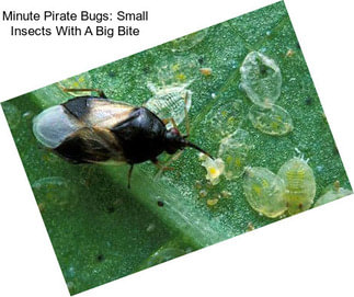 Minute Pirate Bugs: Small Insects With A Big Bite