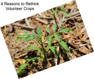 4 Reasons to Rethink Volunteer Crops