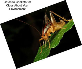 Listen to Crickets for Clues About Your Environment