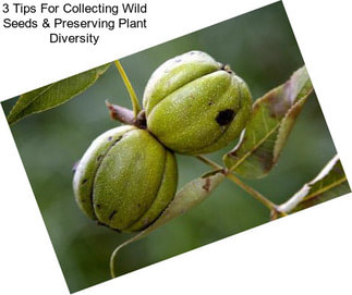 3 Tips For Collecting Wild Seeds & Preserving Plant Diversity