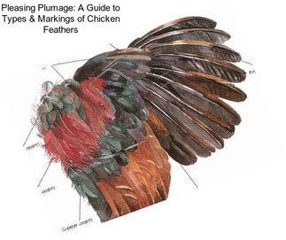 Pleasing Plumage: A Guide to Types & Markings of Chicken Feathers