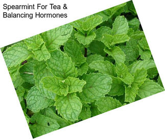 Spearmint For Tea & Balancing Hormones