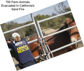 700 Farm Animals Evacuated In California\'s Sand Fire