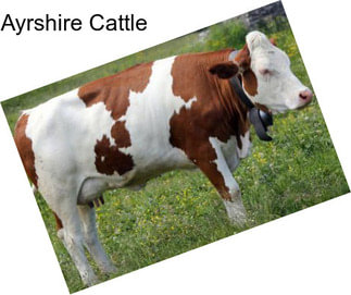 Ayrshire Cattle