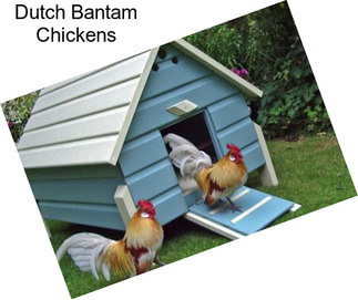 Dutch Bantam Chickens