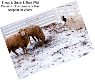 Sheep & Goats & Their Wild Cousins: How Livestock Has Adapted for Winter