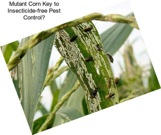 Mutant Corn Key to Insecticide-free Pest Control?