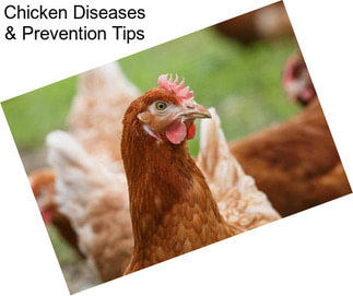 Chicken Diseases & Prevention Tips