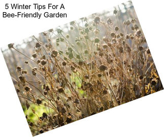 5 Winter Tips For A Bee-Friendly Garden