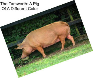 The Tamworth: A Pig Of A Different Color