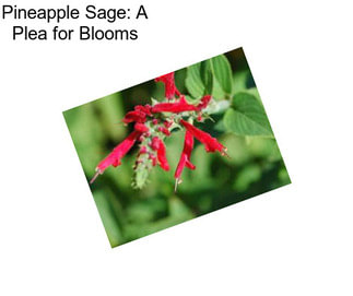 Pineapple Sage: A Plea for Blooms