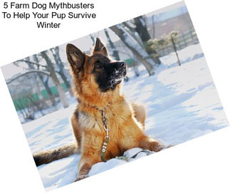 5 Farm Dog Mythbusters To Help Your Pup Survive Winter