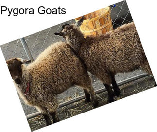 Pygora Goats