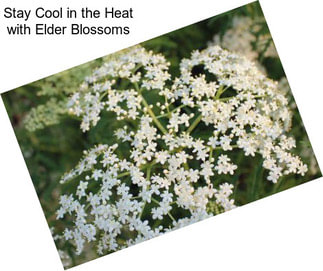 Stay Cool in the Heat with Elder Blossoms