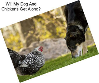 Will My Dog And Chickens Get Along?