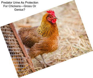 Predator Urine As Protection For Chickens—Gross Or Genius?