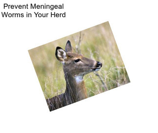 Prevent Meningeal Worms in Your Herd